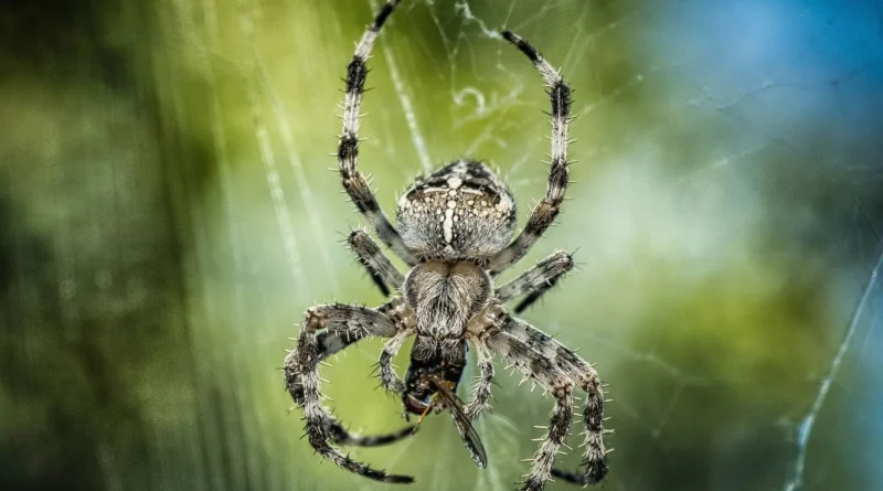 laba-laba crawler bekerja dengan crawl rate. Budget crawl harus diatur.